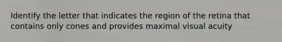 Identify the letter that indicates the region of the retina that contains only cones and provides maximal visual acuity
