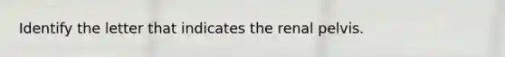 Identify the letter that indicates the renal pelvis.
