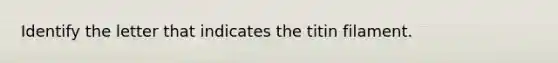 Identify the letter that indicates the titin filament.