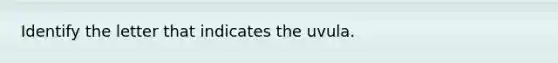 Identify the letter that indicates the uvula.