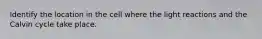 Identify the location in the cell where the light reactions and the Calvin cycle take place.