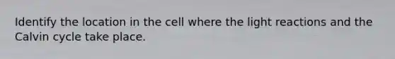 Identify the location in the cell where the light reactions and the Calvin cycle take place.