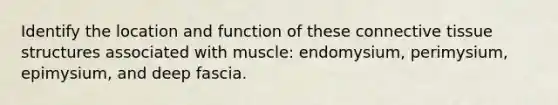 Identify the location and function of these connective tissue structures associated with muscle: endomysium, perimysium, epimysium, and deep fascia.