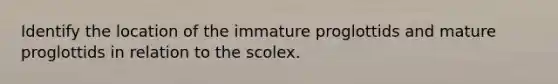 Identify the location of the immature proglottids and mature proglottids in relation to the scolex.