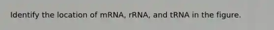 Identify the location of mRNA, rRNA, and tRNA in the figure.