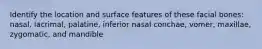 Identify the location and surface features of these facial bones: nasal, lacrimal, palatine, inferior nasal conchae, vomer, maxillae, zygomatic, and mandible