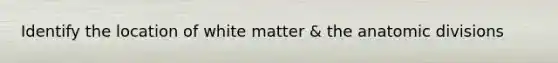 Identify the location of white matter & the anatomic divisions