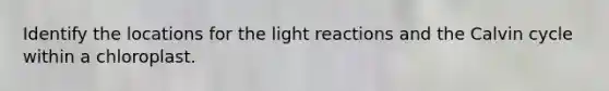 Identify the locations for the light reactions and the Calvin cycle within a chloroplast.