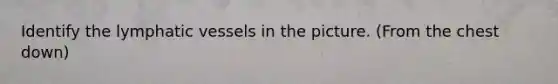 Identify the lymphatic vessels in the picture. (From the chest down)