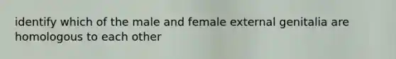 identify which of the male and female external genitalia are homologous to each other