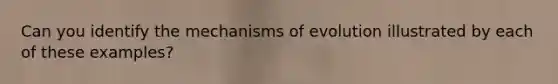 Can you identify the mechanisms of evolution illustrated by each of these examples?