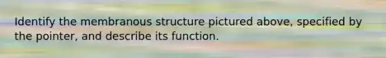 Identify the membranous structure pictured above, specified by the pointer, and describe its function.