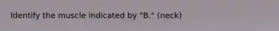 Identify the muscle indicated by "B." (neck)