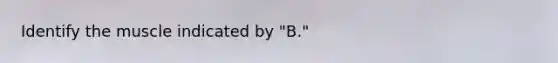 Identify the muscle indicated by "B."