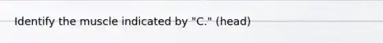 Identify the muscle indicated by "C." (head)