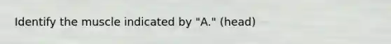 Identify the muscle indicated by "A." (head)