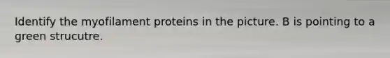 Identify the myofilament proteins in the picture. B is pointing to a green strucutre.