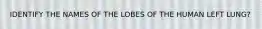 IDENTIFY THE NAMES OF THE LOBES OF THE HUMAN LEFT LUNG?