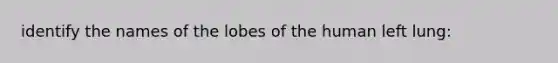 identify the names of the lobes of the human left lung: