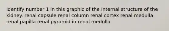 Identify number 1 in this graphic of the internal structure of the kidney. renal capsule renal column renal cortex renal medulla renal papilla renal pyramid in renal medulla