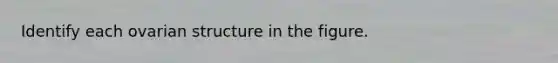 Identify each ovarian structure in the figure.