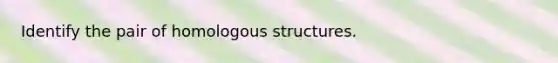 Identify the pair of homologous structures.