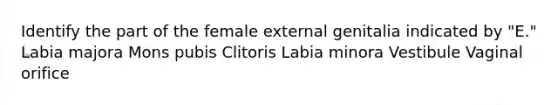 Identify the part of the female external genitalia indicated by "E." Labia majora Mons pubis Clitoris Labia minora Vestibule Vaginal orifice