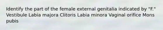 Identify the part of the female external genitalia indicated by "F." Vestibule Labia majora Clitoris Labia minora Vaginal orifice Mons pubis