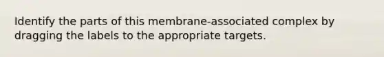 Identify the parts of this membrane-associated complex by dragging the labels to the appropriate targets.