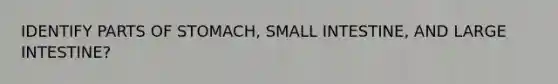 IDENTIFY PARTS OF STOMACH, SMALL INTESTINE, AND <a href='https://www.questionai.com/knowledge/kGQjby07OK-large-intestine' class='anchor-knowledge'>large intestine</a>?