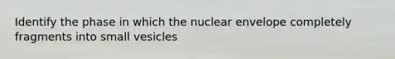 Identify the phase in which the nuclear envelope completely fragments into small vesicles