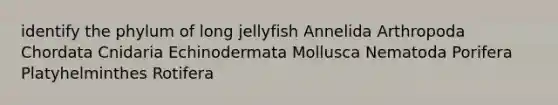 identify the phylum of long jellyfish Annelida Arthropoda Chordata Cnidaria Echinodermata Mollusca Nematoda Porifera Platyhelminthes Rotifera