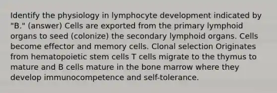 Identify the physiology in lymphocyte development indicated by "B." (answer) Cells are exported from the primary lymphoid organs to seed (colonize) the secondary lymphoid organs. Cells become effector and memory cells. Clonal selection Originates from hematopoietic stem cells T cells migrate to the thymus to mature and B cells mature in the bone marrow where they develop immunocompetence and self-tolerance.