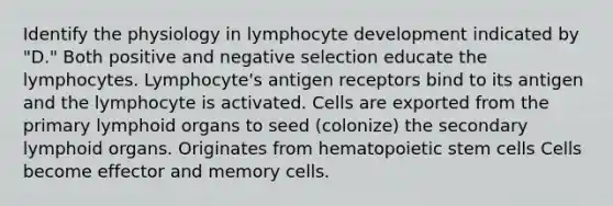 Identify the physiology in lymphocyte development indicated by "D." Both positive and negative selection educate the lymphocytes. Lymphocyte's antigen receptors bind to its antigen and the lymphocyte is activated. Cells are exported from the primary lymphoid organs to seed (colonize) the secondary lymphoid organs. Originates from hematopoietic stem cells Cells become effector and memory cells.