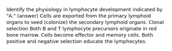 Identify the physiology in lymphocyte development indicated by "A." (answer) Cells are exported from the primary lymphoid organs to seed (colonize) the secondary lymphoid organs. Clonal selection Both B and T lymphocyte precursors originate in red bone marrow. Cells become effector and memory cells. Both positive and negative selection educate the lymphocytes.