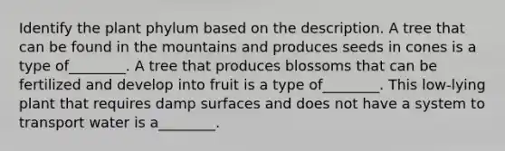 Identify the plant phylum based on the description. A tree that can be found in the mountains and produces seeds in cones is a type of________. A tree that produces blossoms that can be fertilized and develop into fruit is a type of________. This low-lying plant that requires damp surfaces and does not have a system to transport water is a________.