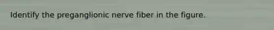 Identify the preganglionic nerve fiber in the figure.