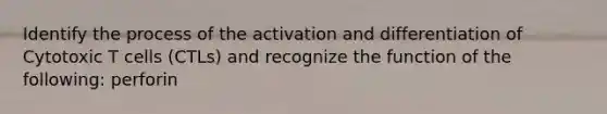 Identify the process of the activation and differentiation of Cytotoxic T cells (CTLs) and recognize the function of the following: perforin