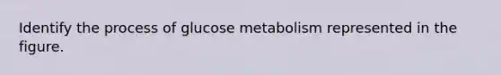 Identify the process of glucose metabolism represented in the figure.