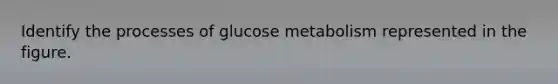 Identify the processes of glucose metabolism represented in the figure.