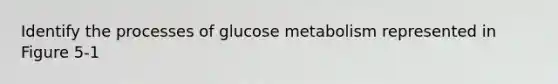 Identify the processes of glucose metabolism represented in Figure 5-1