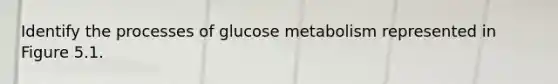 Identify the processes of glucose metabolism represented in Figure 5.1.