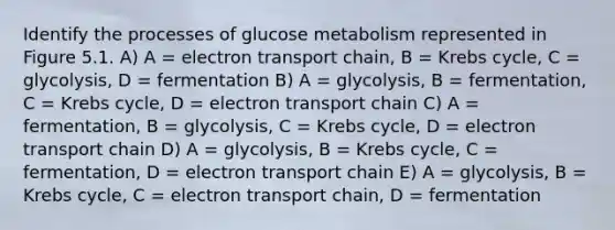 Identify the processes of glucose metabolism represented in Figure 5.1. A) A = electron transport chain, B = Krebs cycle, C = glycolysis, D = fermentation B) A = glycolysis, B = fermentation, C = Krebs cycle, D = electron transport chain C) A = fermentation, B = glycolysis, C = Krebs cycle, D = electron transport chain D) A = glycolysis, B = Krebs cycle, C = fermentation, D = electron transport chain E) A = glycolysis, B = Krebs cycle, C = electron transport chain, D = fermentation