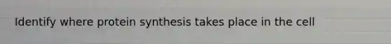 Identify where protein synthesis takes place in the cell