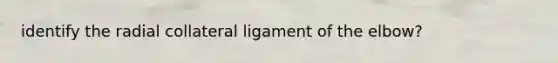 identify the radial collateral ligament of the elbow?