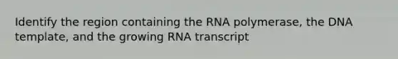 Identify the region containing the RNA polymerase, the DNA template, and the growing RNA transcript