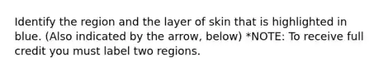 Identify the region and the layer of skin that is highlighted in blue. (Also indicated by the arrow, below) *NOTE: To receive full credit you must label two regions.