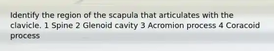 Identify the region of the scapula that articulates with the clavicle. 1 Spine 2 Glenoid cavity 3 Acromion process 4 Coracoid process