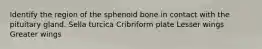 Identify the region of the sphenoid bone in contact with the pituitary gland. Sella turcica Cribriform plate Lesser wings Greater wings