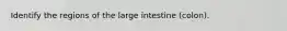 Identify the regions of the large intestine (colon).